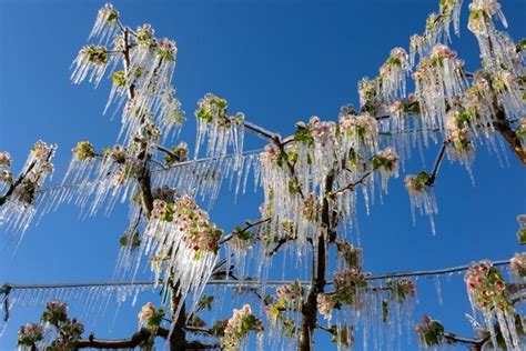 Impact des gelées tardives sur les fleurs de pommier