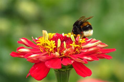 Insecte pollinisateur sur une fleur d'arbre fruitier