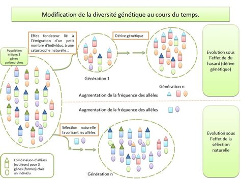 Schéma de l'évolution génétique des pommiers