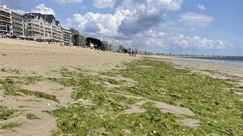 Plage bretonne avec des algues vertes échouées