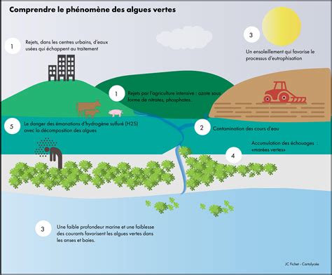 Schéma des facteurs de prolifération des algues vertes et de leurs conséquences