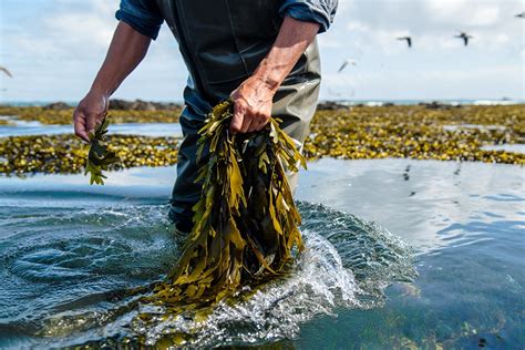 Personnes cueillant des algues à marée basse