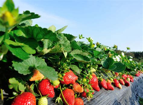 Mini-épandeur pour planches maraîchères