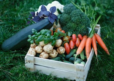 Récolte de légumes