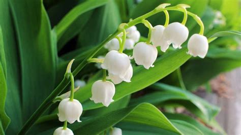 Muguet en fleurs