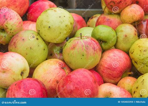 Sélection de pommes mûres pour la production de jus
