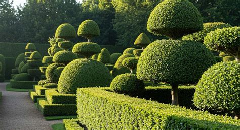 Topiaires sculptées dans un jardin italien