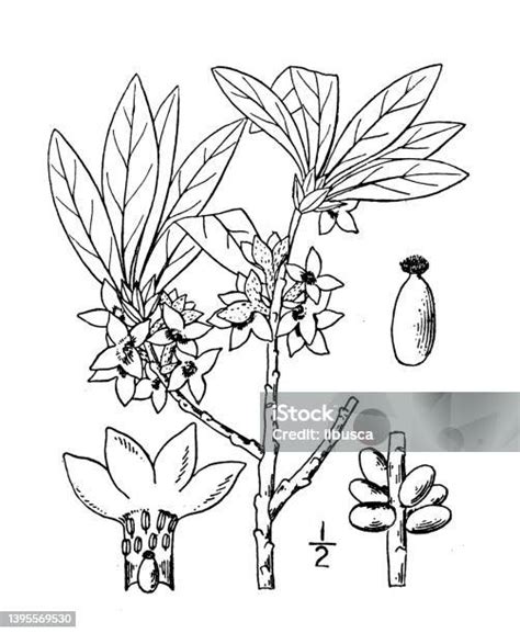 Illustration de la plante Daphné mezereum