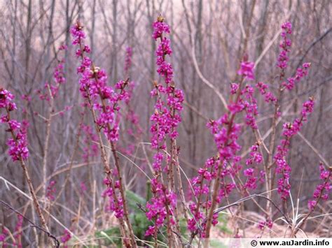 Fleurs de Bois joli en pleine floraison