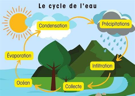 Schéma illustrant le cycle de l'eau et l'impact de la végétalisation