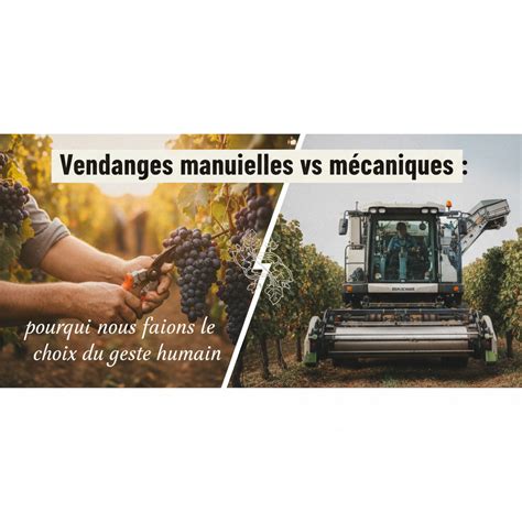 Tableau comparatif vendanges manuelles vs mécaniques