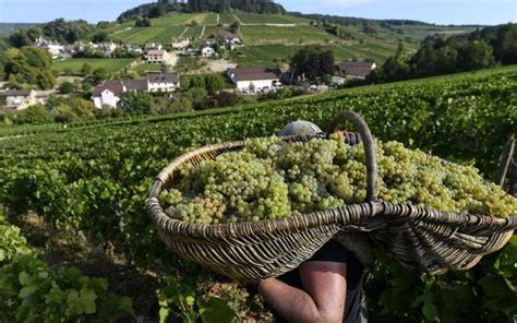 Vignes de Pernand-Vergelesses avec vendangeurs et paniers en osier