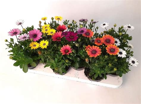 Osteospermum en fleurs