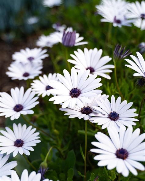 Jeunes plants d'Osteospermum