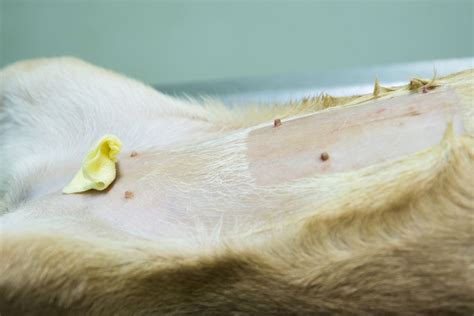 Chien mâle et femelle avec vétérinaire discutant de la stérilisation