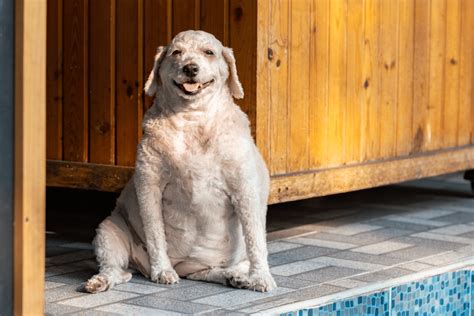 Chien en surpoids après castration