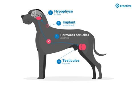 Implant de castration chimique pour chien