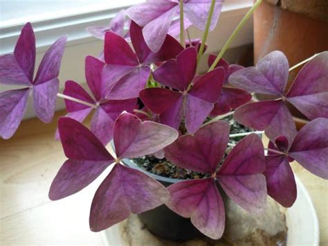 Plantes d'Oxalis avec différentes couleurs de feuillage