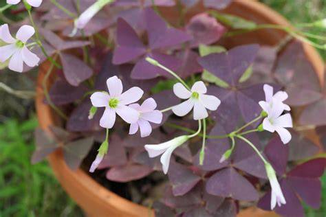 Oxalis triangularis en pot sur un rebord de fenêtre