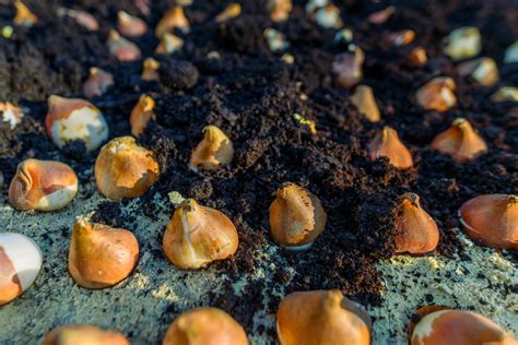 Bulbes d'Oxalis en phase de dormance