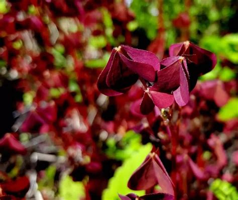 Gros plan sur les fleurs et le feuillage de l'Oxalis triangularis