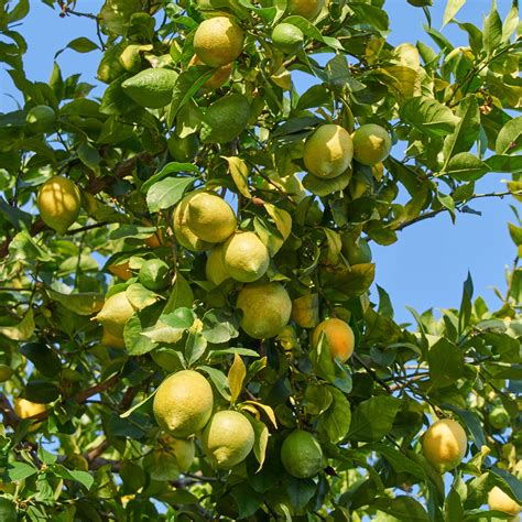 citronnier aux feuilles tombantes