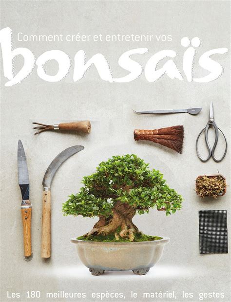 Un bonsaï soigneusement entretenu
