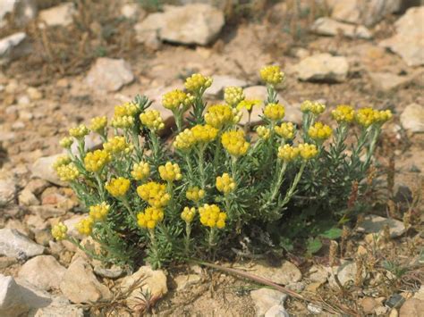 L'Immortelle des dunes sur le littoral