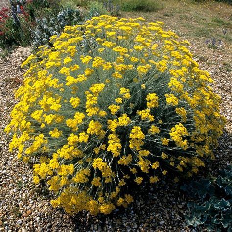 Feuilles et fleurs de l'Immortelle des dunes