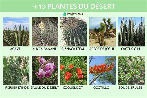 Plantes succulentes du désert