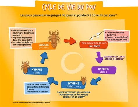 Illustration du cycle de vie du pou rouge Dermanyssus gallinae