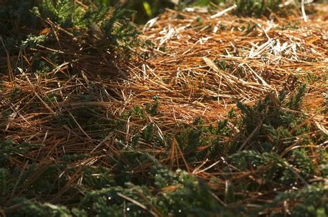 Paillis d'aiguilles de pin autour d'une plante