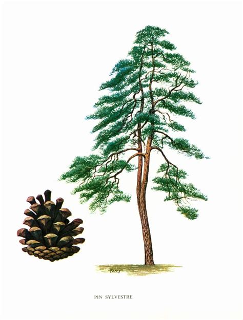 Illustration d'un pin sylvestre en forêt