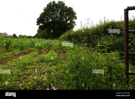 Champ avec mauvaises herbes et cultures