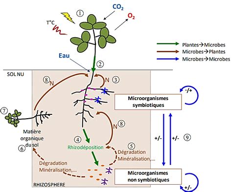 Schéma des interactions entre légumineuses, sol et adventices