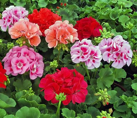 Exemple de boule de fleurs de géranium, montrant différentes couleurs et textures.