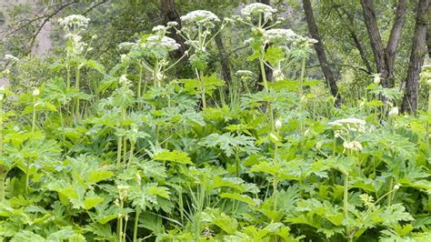 Illustration détaillée de la Berce du Caucase montrant sa tige pourpre tachetée, ses grandes feuilles profondément découpées et ses ombelles de fleurs blanches