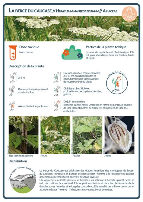 Infographie expliquant le mécanisme de la phytophotodermatite causée par la Berce du Caucase