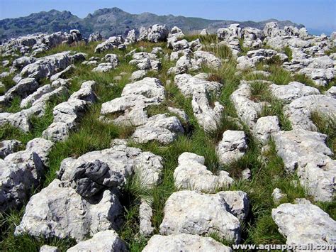 Dômes de lierre sur un lapiaz de sommet dans les Calanques