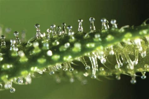 Trichome étoilé multiangulé de H. helix