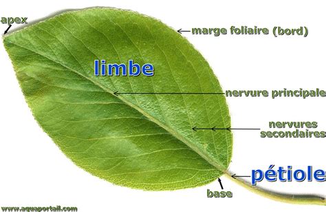 Schéma des mesures effectuées sur une feuille de lierre (surface du limbe et rapport pétiole/limbe)
