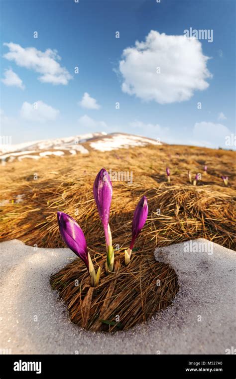 Photo de crocus fleurissant dans l'herbe