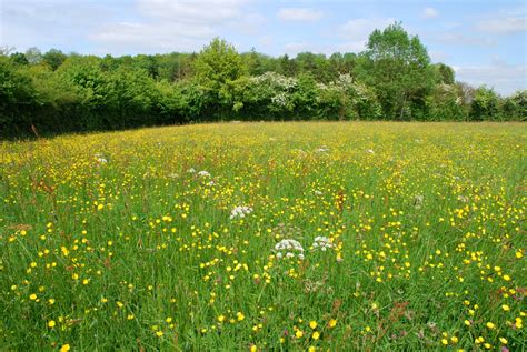 Image d'une prairie fleurie avec des insectes pollinisateurs