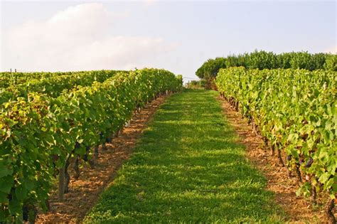 Schéma illustrant les différentes densités de plantation dans un vignoble