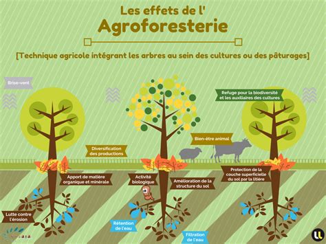 Schéma de l'agroforesterie viticole avec différents types de plantations d'arbres