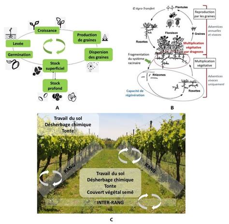 Différentes configurations d'arbres dans une parcelle viticole