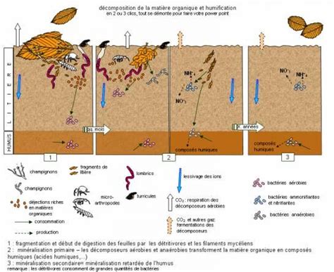 Schéma illustrant la décomposition du BRF et la création d'humus