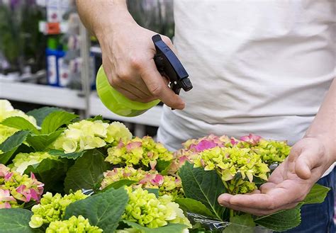 Conseils d'entretien pour hortensias