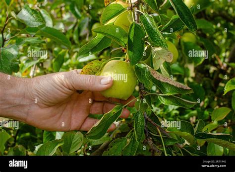 Illustration d'une main cueillant une poire mûre d'un arbre