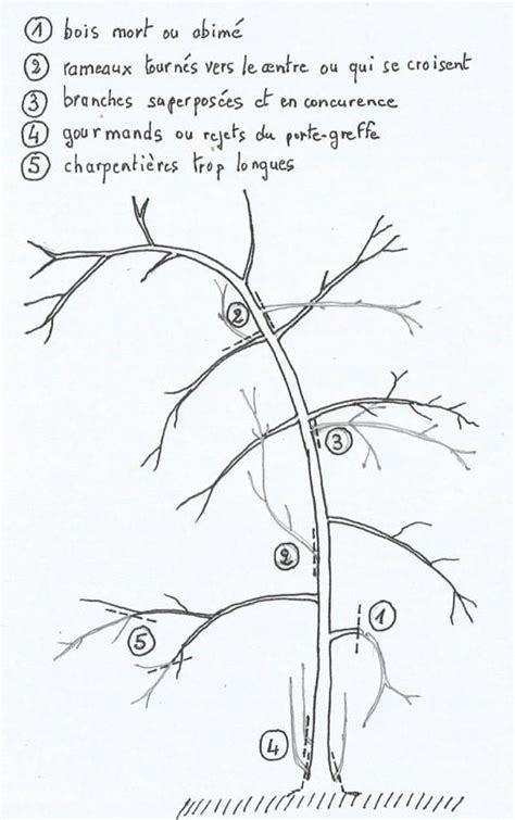 Diagramme simplifié des techniques de taille des poiriers